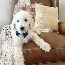 Oliver - Cream male Goldendoodle puppy in Clifton, Arizona from Denim & Doodles