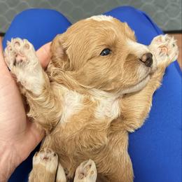 Romeo - Red  male Goldendoodle puppy in Bradenton, Florida from Christianna’s Mini Goldendoodles