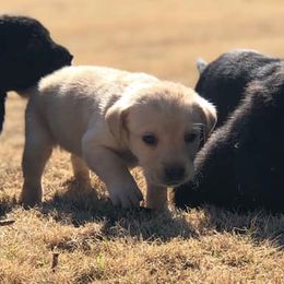 Labrador Retrievers from Mulberry Creek Kennels