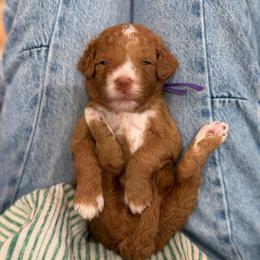 Poppi - Red  female Goldendoodle puppy in Macon County, North Carolina from Mountain Doodles