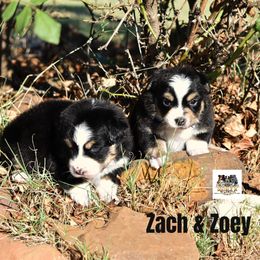BTM 2 - Black tri male Toy Australian Shepherd puppy in Joshua, Texas from Double M Toy and Mini Aussies