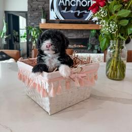 Bernedoodle, Cavapoo, Cavapoochon, Goldendoodle, and Yorkipoo Puppies from Anchor Dogs