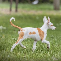 Ibizan Hound Puppies from Nevaeh Ibizan Hounds