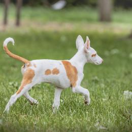 Ibizan Hound Puppies from Nevaeh Ibizan Hounds