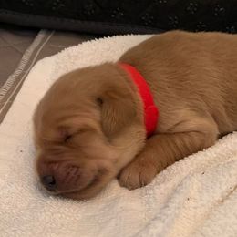 Golden Retrievers from Cooper Oaks Goldens