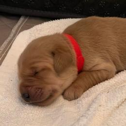 Golden Retrievers from Cooper Oaks Goldens