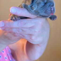 Grey - White and brindle male French Bulldog puppy in Miami, Oklahoma from Destiny Jones