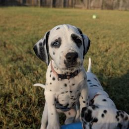Oreo, LUA pink female - White and black female Dalmatian puppy in Austin, Texas from Skye Dalmatians