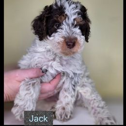 Jack - Brown and white male Bernedoodle puppy in Decatur, Tennessee from Diamond's Doodles