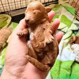 Girl 1 - Apricot female Poodle puppy in Orlando, Florida from Florida Miniature Poodles
