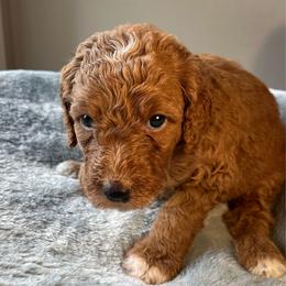 Ethel - Apricot female Goldendoodle puppy in Clarksville, Tennessee from Golden Pine Designer Doodles