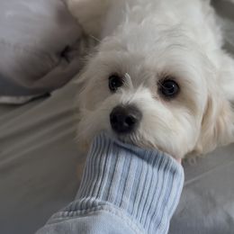Bluey - Blenheim male Cavapoo puppy in Knoxville, Tennessee from Dukes Forever Doodles