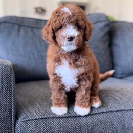 Goldendoodle Puppies from Doodle Bears of Southern Utah