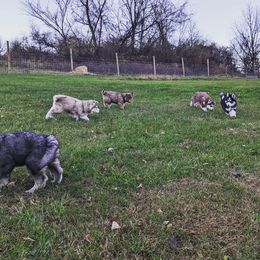 Siberian Husky Puppies from Wyant Farms