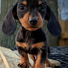 Dachshund Puppies from Valhallah Farms