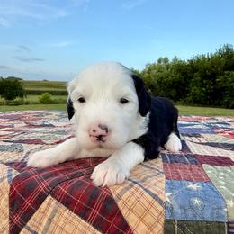 Lamb Chop - Black and white female Sheepadoodle puppy in Adams, Nebraska from Boxcar Doodles and Poodles