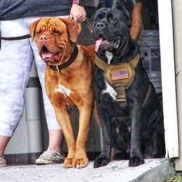 Cane Corso and Dogues de Bordeaux from Wrinkled Bliss Kennels