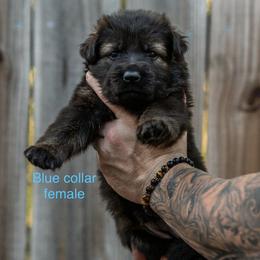 Blue Collar Girl - Sable female German Shepherd puppy in Universal City, Texas from Jaxinhaus German Shepherds