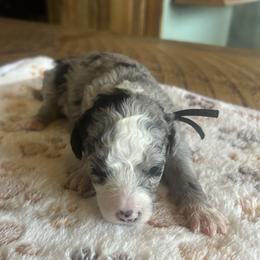 Michelle, 2 week old - Blue merle and white female Sheepadoodle puppy in Crawford, Colorado from Saddle Mountain Doodles