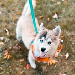 Phoenix - Merle male Pomsky puppy in Cleveland, Ohio from Lake Point Pomskies