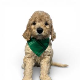 Dexter - Apricot male Goldendoodle puppy in Prosperity, Pennsylvania from Stelladoodles & Company