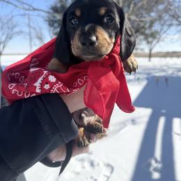 Meatball - Black and tan male Dachshund puppy in Ackerly, Texas from Silver Dach Farms