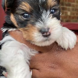 Ace - Parti male Yorkshire Terrier puppy in Eure, North Carolina from Cutie Patootie Paws