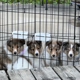 Shetland Sheepdog Puppies from Tricia's Sheltie Puppies