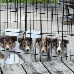 Shetland Sheepdog Puppies from Tricia's Sheltie Puppies