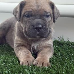 Formentino female purple collar - Gray and fawn female Cane Corso puppy in Cherry Valley, California from Liberty Corsos