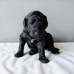 Crepe - Black and white female Aussiedoodle puppy in Sparta, Missouri from Sis' Doodles & Poodles