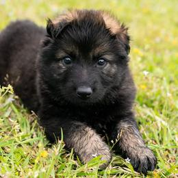 German Shepherd Puppies from Reign Land