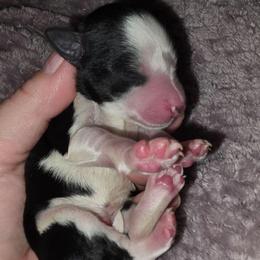 Duke - Parti male Miniature Schnauzer puppy in Graham, Washington from Kristy's French Bulldogs & Mini Schnauzers