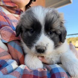 Vincent- gray - Badger male Colorado Mountain Dog puppy in Cotopaxi, Colorado from Once Upon A Moose (OUM)