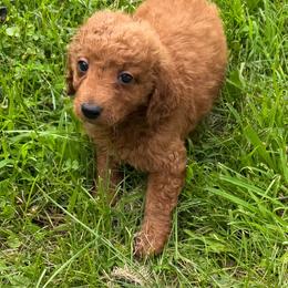 Max - Red  male Goldendoodle puppy in Centralia, Missouri from Oodles Of Doodles Mo.