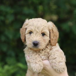 Blue - Cream male Australian Labradoodle puppy in Williamstown, New York from Lewis Manor Labradoodles