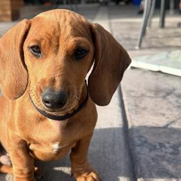 Dachshunds from The dachshunds