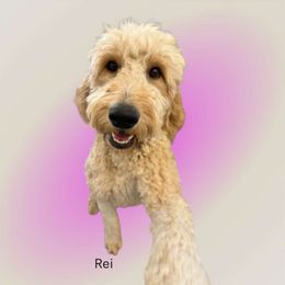 Rei - Goldendoodle