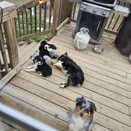 Miniature Australian Shepherd Puppies from Carter's Cuties