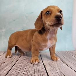 Lucas - Dapple male Dachshund puppy in Florence, Arizona from Doxie Town Az