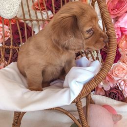 Dachshund Puppies from Mill Creek Dachshunds