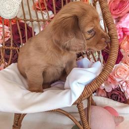 Dachshund Puppies from Mill Creek Dachshunds