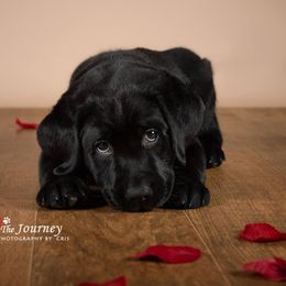 "Tucker, c.2019" Labrador Retriever Puppies from Arctic Texan Labradors