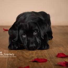 "Tucker, c.2019" Labrador Retriever Puppies from Arctic Texan Labradors