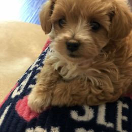 Maltese, Maltipoo, and Poodle Puppies from Healing Pawz LLC