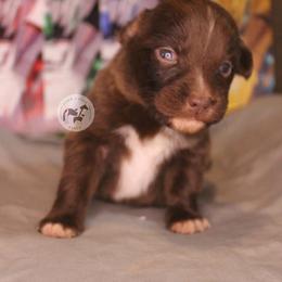 Char - Red & white male Australian Shepherd puppy in Colorado Springs, Colorado from Dawn 2 Dusk Ranch