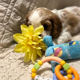 Heart - Blenheim female Cavalier King Charles Spaniel puppy in Tahlequah, Oklahoma from Love Some Dogs Dachshunds & Cavalier King Charles Spaniels,Cavapoos