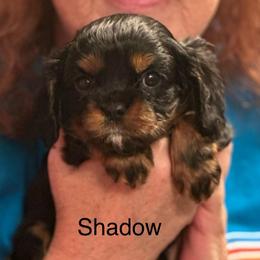 Shadow - Black and tan male Cavalier King Charles Spaniel puppy in Broken Arrow, Oklahoma from Cavalier King Charles Heartland