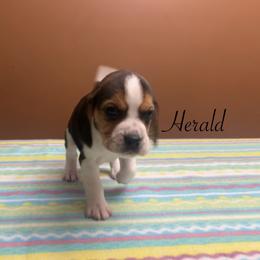 Herald - Black white and tan male Beagle puppy in St. Cloud, Minnesota from Beagle Blessings