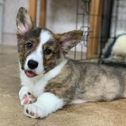 Brindle Boy 1 / Dew - Cardigan Welsh Corgi puppy in Jacksonville, Florida from Penfro Corgis